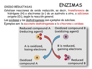 ENZIMAS
OXIDO-REDUCTASAS
Catalizan reacciones de oxido reducción, es decir, transferencia de
hidrógeno (H) o electrones (e-) de un sustrato a otro, o adicionan
oxigeno (O2), según la reacción general.
Las oxidasas y las deshidrogenasa son ejemplos de subclase.
Ejemplos son: la succinato deshidrogenasa o la citocromo c oxidasa
 