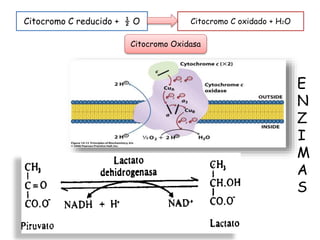 E
N
Z
I
M
A
S
Citocromo C reducido + ½ O Citocromo C oxidado + H2O
Citocromo Oxidasa
 