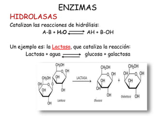 ENZIMAS
HIDROLASAS
Catalizan las reacciones de hidrólisis:
A-B + H2O AH + B-OH
Un ejemplo es: la Lactasa, que cataliza la reacción:
Lactosa + agua glucosa + galactosa
 