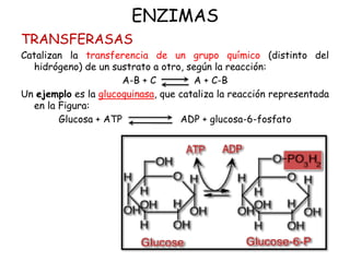 ENZIMAS
TRANSFERASAS
Catalizan la transferencia de un grupo químico (distinto del
hidrógeno) de un sustrato a otro, según la reacción:
A-B + C A + C-B
Un ejemplo es la glucoquinasa, que cataliza la reacción representada
en la Figura:
Glucosa + ATP ADP + glucosa-6-fosfato
 