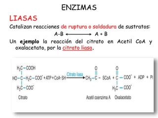 ENZIMAS
LIASAS
Catalizan reacciones de ruptura o soldadura de sustratos:
A-B A + B
Un ejemplo la reacción del citrato en Acetil CoA y
oxalacetato, por la citrato liasa.
 