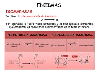 ENZIMAS
ISOMERASAS
Catalizan la interconversión de isómeros:
A B
Son ejemplos la fosfotriosa isomerasa y la fosfoglucosa isomerasa,
que catalizan las reacciones representadas en la tabla inferior:
FOSFOTRIOSA ISOMERASA FOSFOGLUCOSA ISOMERASA
gliceraldehído-3-
fosfato
dihidroxiacetona-
fosfato
glucosa-6-fosfato fructosa-6-fosfato
 