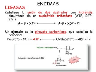 ENZIMAS
LIGASAS
Catalizan la unión de dos sustratos con hidrólisis
simultánea de un nucleótido trifosfato (ATP, GTP,
etc.):
A + B + XTP A-B + XDP + Pi
Un ejemplo es la piruvato carboxilasa, que cataliza la
reacción:
Piruvato + CO2 + ATP Oxalacetato + ADP + Pi
ATP
 
