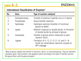 ENZIMAS
 