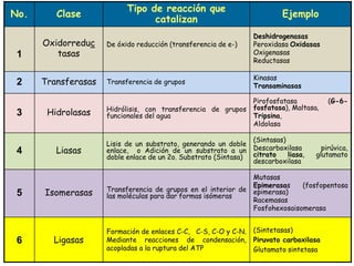 No. Clase
Tipo de reacción que
catalizan
Ejemplo
1
Oxidorreduc
tasas
De óxido reducción (transferencia de e-)
Deshidrogenasas
Peroxidasa Oxidasas
Oxigenasas
Reductasas
2 Transferasas Transferencia de grupos
Kinasas
Transaminasas
3 Hidrolasas Hidrólisis, con transferencia de grupos
funcionales del agua
Pirofosfatasa (G-6-
fosfatasa), Maltasa,
Tripsina,
Aldolasa
4 Liasas
Lisis de un substrato, generando un doble
enlace, o Adición de un substrato a un
doble enlace de un 2o. Substrato (Sintasa)
(Sintasas)
Descarboxilasa pirúvica,
citrato liasa, glutamato
descarboxilasa
5 Isomerasas Transferencia de grupos en el interior de
las moléculas para dar formas isómeras
Mutasas
Epimerasas (fosfopentosa
epimerasa)
Racemasas
Fosfohexosaisomerasa
6 Ligasas
Formación de enlaces C-C, C-S, C-O y C-N.
Mediante reacciones de condensación,
acopladas a la ruptura del ATP
(Sintetasas)
Piruvato carboxilasa
Glutamato sintetasa
 
