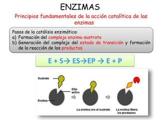 ENZIMAS
Principios fundamentales de la acción catalítica de las
enzimas
Pasos de la catálisis enzimática:
a) Formación del complejo enzima-sustrato
b) Generación del complejo del estado de transición y formación
de la reacción de los productos
E + S→ ES→EP → E + P
 
