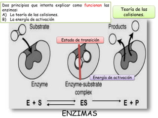 ENZIMAS
Teoría de las
colisiones.
Estado de transición
Energía de activación
Dos principios que intenta explicar como funcionan las
enzimas:
A) La teoría de las colisiones.
B) La energía de activación
 