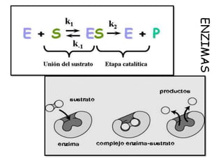 ENZIMAS
 