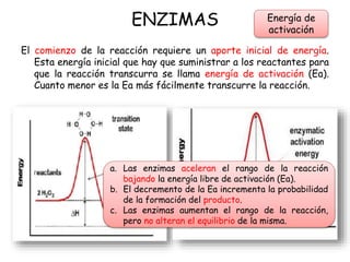 ENZIMAS
El comienzo de la reacción requiere un aporte inicial de energía.
Esta energía inicial que hay que suministrar a los reactantes para
que la reacción transcurra se llama energía de activación (Ea).
Cuanto menor es la Ea más fácilmente transcurre la reacción.
Energía de
activación
a. Las enzimas aceleran el rango de la reacción
bajando la energía libre de activación (Ea).
b. El decremento de la Ea incrementa la probabilidad
de la formación del producto.
c. Las enzimas aumentan el rango de la reacción,
pero no alteran el equilibrio de la misma.
 