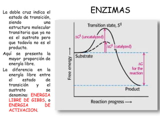 ENZIMAS
La doble cruz indica el
estado de transición,
siendo una
estructura molecular
transitoria que ya no
es el sustrato pero
que todavía no es el
producto.
Aquí se presenta la
mayor proporción de
energía libre.
La diferencia en la
energía libre entre
el estado de
transición y el
sustrato se
denomina: ENERGIA
LIBRE DE GIBBS, o
ENERGIA DE
ACTIVACION.
 