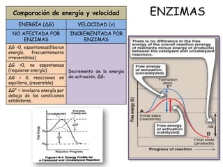 ENZIMAS
Comparación de energía y velocidad
ENERGÍA (∆G) VELOCIDAD (v)
NO AFECTADA POR
ENZIMAS
INCREMENTADA POR
ENZIMAS
∆G <0, espontaneas(liberan
energía, frecuentemente
irreversibles)
Decremento de la energía
de activación, ∆G±
∆G >0, no espontaneas
(requieren energía)
∆G = 0, reacciones en
equilibrio, (reversible)
∆G° = involucra energía por
debajo de las condiciones
estándares.
 