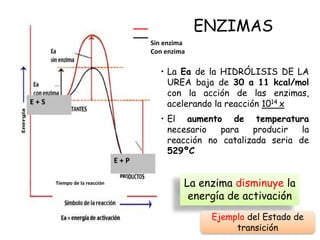 ENZIMAS
Tiempo de la reacción
E + S
E + P
Sin enzima
Con enzima
La enzima disminuye la
energía de activación
• La Ea de la HIDRÓLISIS DE LA
UREA baja de 30 a 11 kcal/mol
con la acción de las enzimas,
acelerando la reacción 1014 x
• El aumento de temperatura
necesario para producir la
reacción no catalizada seria de
529ºC
Ejemplo del Estado de
transición
 