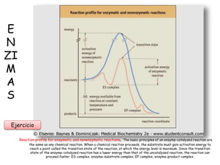 E
N
ZI
M
A
S
Reaction profile for enzymatic and nonenzymatic reactions. The basic principles of an enzyme-catalyzed reaction are
the same as any chemical reaction. When a chemical reaction proceeds, the substrate must gain activation energy to
reach a point called the transition state of the reaction, at which the energy level is maximum. Since the transition
state of the enzyme-catalyzed reaction has a lower energy than that of the uncatalyzed reaction, the reaction can
proceed faster. ES complex, enzyme-substrate complex; EP complex, enzyme-product complex.
Ejercicio
 
