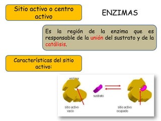 ENZIMAS
Sitio activo o centro
activo
Es la región de la enzima que es
responsable de la unión del sustrato y de la
catálisis.
Características del sitio
activo:
 