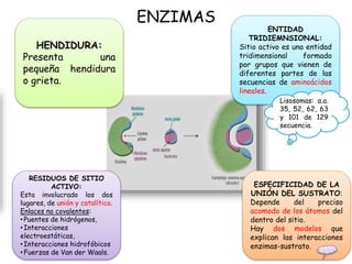 ENZIMAS
HENDIDURA:
Presenta una
pequeña hendidura
o grieta.
ENTIDAD
TRIDIEMNSIONAL:
Sitio activo es una entidad
tridimensional formado
por grupos que vienen de
diferentes partes de las
secuencias de aminoácidos
lineales.
RESIDUOS DE SITIO
ACTIVO:
Esta involucrado los dos
lugares, de unión y catalítico.
Enlaces no covalentes:
•Puentes de hidrógenos,
•Interacciones
electroestáticas,
•Interacciones hidrofóbicos
•Fuerzas de Van der Waals.
ESPECIFICIDAD DE LA
UNIÓN DEL SUSTRATO:
Depende del preciso
acomodo de los átomos del
dentro del sitio.
Hay dos modelos que
explican las interacciones
enzimas-sustrato.
Lisosomas: a.a.
35, 52, 62, 63
y 101 de 129
secuencia.
 