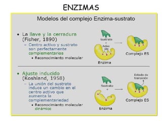 ENZIMAS
 