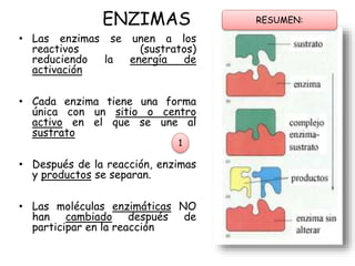 ENZIMAS
• Las enzimas se unen a los
reactivos (sustratos)
reduciendo la energía de
activación
• Cada enzima tiene una forma
única con un sitio o centro
activo en el que se une al
sustrato
• Después de la reacción, enzimas
y productos se separan.
• Las moléculas enzimáticas NO
han cambiado después de
participar en la reacción
1
RESUMEN:
 