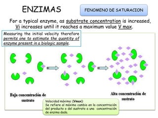 ENZIMAS
For a typical enzyme, as substrate concentration is increased,
Vi increases until it reaches a maximum value V max.
FENOMENO DE SATURACION
Velocidad máxima: (Vmax):
Se refiere al máximo cambio en la concentración
del producto o del sustrato a una concentración
de enzima dada.
Measuring the initial velocity therefore
permits one to estimate the quantity of
enzyme present in a biologic sample.
 