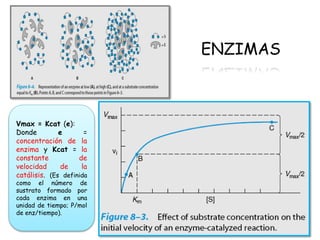 ENZIMAS
Vmax = Kcat (e):
Donde e =
concentración de la
enzima y Kcat = la
constante de
velocidad de la
catálisis. (Es definida
como el número de
sustrato formado por
cada enzima en una
unidad de tiempo; P/mol
de enz/tiempo).
 