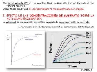 ENZIMAS
The initial velocity (Vi) of the reaction thus is essentially that of the rate of the
forward reaction.
Under these conditions, Vi is proportionate to the concentration of enzyme.
2. EFECTO DE LAS CONCENTRACIONES DE SUSTRATO SOBRE LA
ACTIVIDAD ENZIMÁTICA
La velocidad de una reacción enzimática depende de la concentración de sustrato.
La Figura muestra la velocidad de una reacción enzimática a 6 concentraciones distintas de sustrato.
 