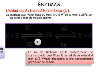 ENZIMAS
Unidad de Actividad Enzimática (U):
La cantidad que transforma 1.0 mmol (10-6 M) de S /min, a 25ªC, en
las condiciones de medida óptima
La Km de Michealis es la concentración de
sustrato a la cual Vi es la mitad de la velocidad
max (1/2 Vmax) alcanzable a una concentración
particular de enzima.
de
nza
K-1
 