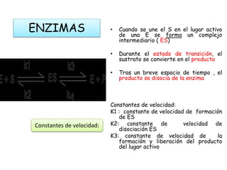 ENZIMAS • Cuando se une el S en el lugar activo
de una E se forma un complejo
intermediario ( ES)
• Durante el estado de transición, el
sustrato se convierte en el producto
• Tras un breve espacio de tiempo , el
producto se disocia de la enzima
Constantes de velocidad:
K1 : constante de velocidad de formación
de ES
K2: constante de velocidad de
disociación ES
K3: constante de velocidad de la
formación y liberación del producto
del lugar activo
Constantes de velocidad:
 