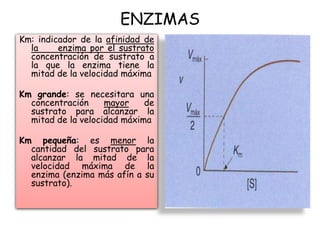 ENZIMAS
Km: indicador de la afinidad de
la enzima por el sustrato
concentración de sustrato a
la que la enzima tiene la
mitad de la velocidad máxima
Km grande: se necesitara una
concentración mayor de
sustrato para alcanzar la
mitad de la velocidad máxima
Km pequeña: es menor la
cantidad del sustrato para
alcanzar la mitad de la
velocidad máxima de la
enzima (enzima más afín a su
sustrato).
 