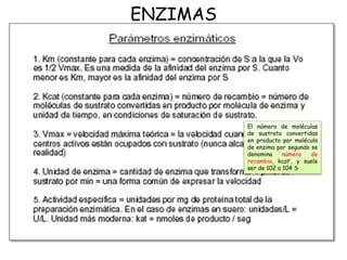 ENZIMAS
El número de moléculas
de sustrato convertidas
en producto por molécula
de enzima por segundo se
denomina número de
recambio, kcat‘, y suele
ser de 102 a 104 S·
 