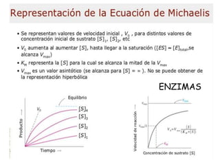 ENZIMAS
 