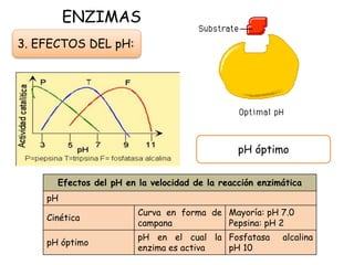 ENZIMAS
3. EFECTOS DEL pH:
pH óptimo
Efectos del pH en la velocidad de la reacción enzimática
pH
Cinética
Curva en forma de
campana
Mayoría: pH 7.0
Pepsina: pH 2
pH óptimo
pH en el cual la
enzima es activa
Fosfatasa alcalina
pH 10
 