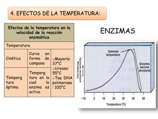 ENZIMAS
4. EFECTOS DE LA TEMPERATURA:
Efectos de la temperatura en la
velocidad de la reacción
enzimática
Temperatura
Cinética
Curva en
forma de
campana
oMayoría:
37°C
oUreasa:
55°C
oTaq DNA
polimerasa
: 100°C
Tempera
tura
óptima
Tempera
tura en la
cual la
enzima es
activa
 