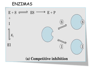 ENZIMAS
 