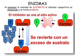 ENZIMAS
Al aumentar la cantidad de SUSTRATO el inhibidor competitivo es
desplazado y se forma producto.
S
S
S
S
S
S
S
 