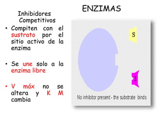 ENZIMAS
Inhibidores
Competitivos
• Compiten con el
sustrato por el
sitio activo de la
enzima
• Se une solo a la
enzima libre
• V máx no se
altera y K M
cambia
 