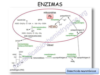 ENZIMAS
Pb
Insecticida neurotóxicos
 
