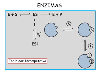 ENZIMAS
Inhibidor Incompetitivo
 
