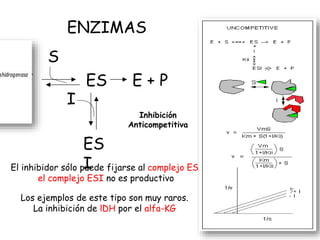 ENZIMAS
E ES
S
E + P
I
ES
I
Inhibición
Anticompetitiva
El inhibidor sólo puede fijarse al complejo ES;
el complejo ESI no es productivo
Los ejemplos de este tipo son muy raros.
La inhibición de lDH por el alfa-KG
 