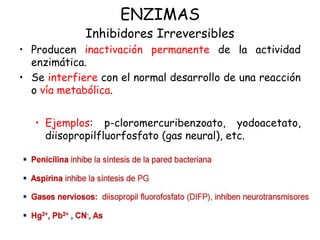 ENZIMAS
Inhibidores Irreversibles
• Producen inactivación permanente de la actividad
enzimática.
• Se interfiere con el normal desarrollo de una reacción
o vía metabólica.
• Ejemplos: p-cloromercuribenzoato, yodoacetato,
diisopropilfluorfosfato (gas neural), etc.
 
