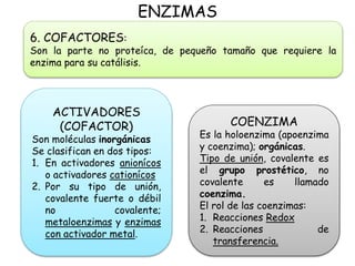 ENZIMAS
6. COFACTORES:
Son la parte no proteíca, de pequeño tamaño que requiere la
enzima para su catálisis.
ACTIVADORES
(COFACTOR)
Son moléculas inorgánicas
Se clasifican en dos tipos:
1. En activadores anionícos
o activadores cationícos
2. Por su tipo de unión,
covalente fuerte o débil
no covalente;
metaloenzimas y enzimas
con activador metal.
COENZIMA
Es la holoenzima (apoenzima
y coenzima); orgánicas.
Tipo de unión, covalente es
el grupo prostético, no
covalente es llamado
coenzima.
El rol de las coenzimas:
1. Reacciones Redox
2. Reacciones de
transferencia.
 