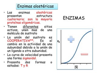 ENZIMAS
Enzimas alostéricas
• Las enzimas alostéricas
presentan estructura
cuaternaria; son la mayoría
proteínas oligoméricas.
• Tienen diferentes sitios
activos, unen mas de una
molécula de sustrato
• La unión del sustrato es
COOPERATIVA**; Es el
cambio en la actividad de una
subunidad debido a la unión de
un ligando a otra subunidad.
• La curva de velocidad presenta
una forma sigmoidal.
• Presenta dos formas o
estados: T y R
 