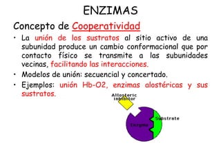 ENZIMAS
Concepto de Cooperatividad
• La unión de los sustratos al sitio activo de una
subunidad produce un cambio conformacional que por
contacto físico se transmite a las subunidades
vecinas, facilitando las interacciones.
• Modelos de unión: secuencial y concertado.
• Ejemplos: unión Hb-O2, enzimas alostéricas y sus
sustratos.
 