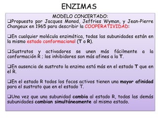 ENZIMAS
MODELO CONCERTADO:
❑Propuesto por Jacques Monod, Jeffries Wyman, y Jean-Pierre
Changeux en 1965 para describir la COOPERATIVIDAD:
❑En cualquier molécula enzimática, todas las subunidades están en
la mismo estado conformacional (T o R).
❑Sustratos y activadores se unen más fácilmente a la
conformación R ; los inhibidores son más afines a la T.
❑En ausencia de sustrato la enzima está más en el estado T que en
el R.
❑En el estado R todos los focos activos tienen una mayor afinidad
para el sustrato que en el estado T.
❑Una vez que una subunidad cambia al estado R, todas las demás
subunidades cambian simultáneamente al mismo estado.
 