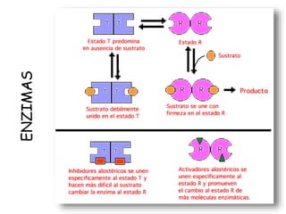 ENZIMAS
 