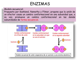 ENZIMAS
Modelo secuencial:
Propuesto por Koshland, Nemethy y Filmer, propone que la unión de
un efector causa un cambio conformacional en una subunidad que, a
su vez, promueve un cambio conformacional en las demás
subunidades de forma secuencial.
 