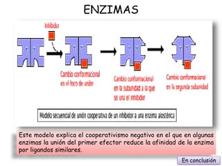 ENZIMAS
Este modelo explica el cooperativismo negativo en el que en algunas
enzimas la unión del primer efector reduce la afinidad de la enzima
por ligandos similares.
En conclusión
 