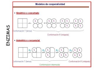 ENZIMAS
 