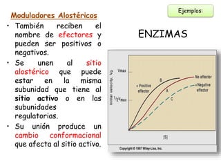 ENZIMAS
Moduladores Alostéricos
• También reciben el
nombre de efectores y
pueden ser positivos o
negativos.
• Se unen al sitio
alostérico que puede
estar en la misma
subunidad que tiene al
sitio activo o en las
subunidades
regulatorias.
• Su unión produce un
cambio conformacional
que afecta al sitio activo.
Ejemplos:
 
