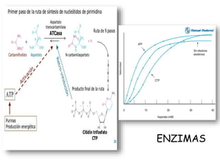 ENZIMAS
 