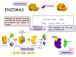 ENZIMAS
Cantidad de sustrato que una
cantidad de enzima convierte
en producto por unidad de
tiempo.
105 moléculas de CO2 por 1
seg., la hidratación.
Sitio Activo
Especificidad
Número de
recambio
Regulación
 