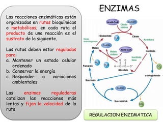 ENZIMAS
Las reacciones enzimáticas están
organizadas en rutas bioquímicas
o metabólicas; en cada ruta el
producto de una reacción es el
sustrato de la siguiente.
Las rutas deben estar reguladas
para:
a. Mantener un estado celular
ordenado
b. Conservar la energía
c. Responder a variaciones
ambientales
Las enzimas reguladoras
catalizan las reacciones más
lentas y fijan la velocidad de la
ruta
REGULACION ENZIMATICA
 